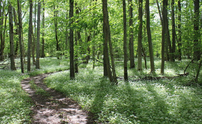 forest angso By Sniper Zeta