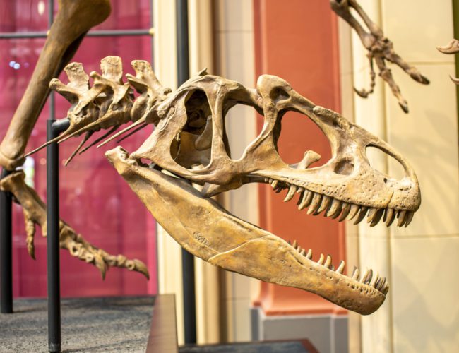 Natural history-berlin-unsplash By Adam Ford/Unsplash