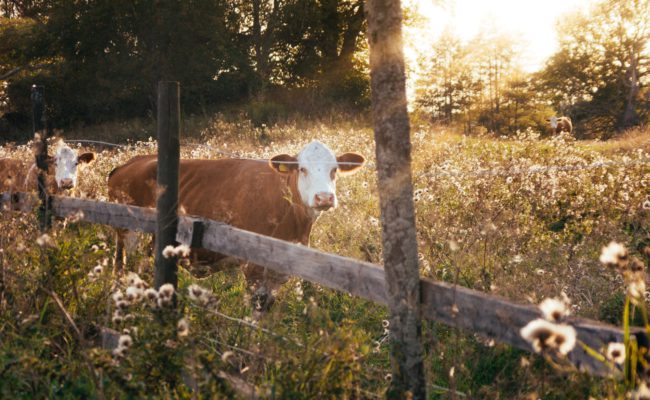 cow in meadow By Christian Widell