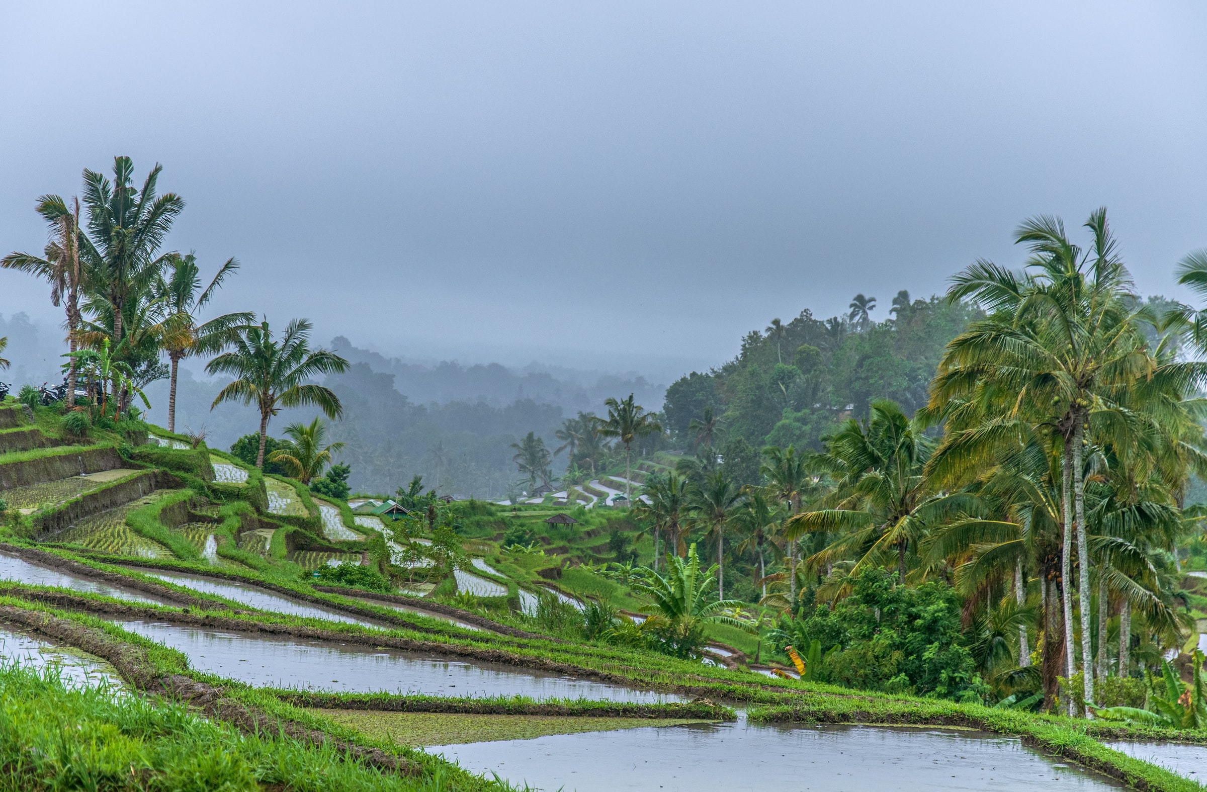 Bali, jatiluwih rice terrace By Gowri Subramanya/ Unsplash