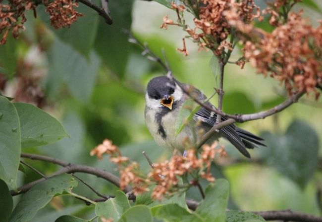 Coal Tit bird, Østmarka Forest, Oslo Coal Tit bird, Østmarka Forest, Oslo