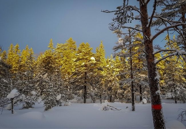 Krokskogen Forest, Oslo Krokskogen Forest, Oslo