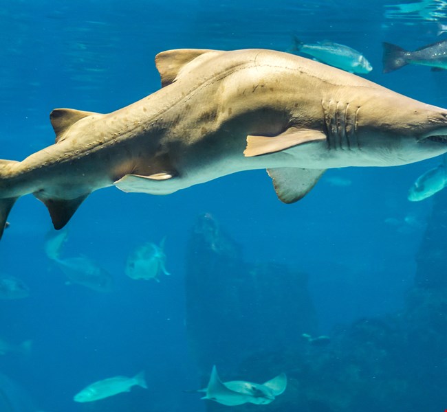 Aquarium de Barcelona Barcelona Aquarium de Barcelona Barcelona