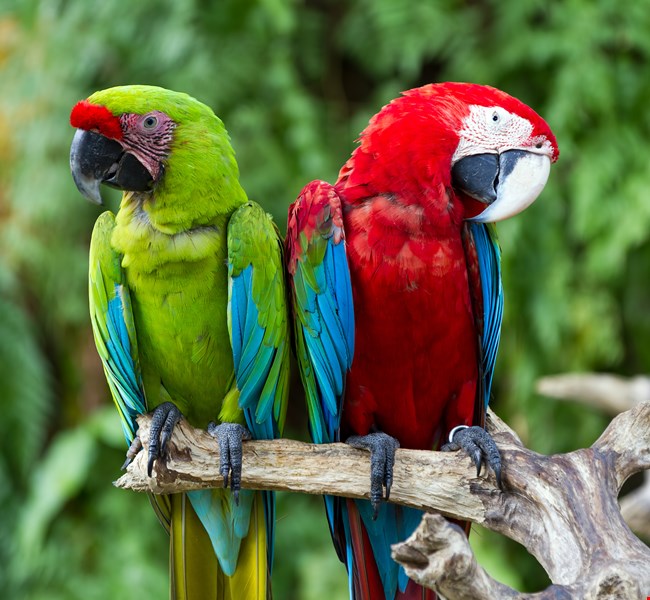 Bali Bird Park Bali Bird Park