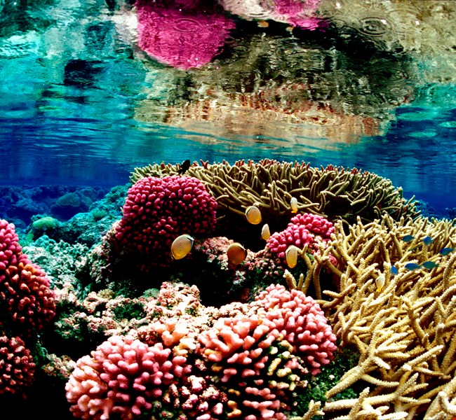 Banana Reef Maldives Banana Reef Maldives