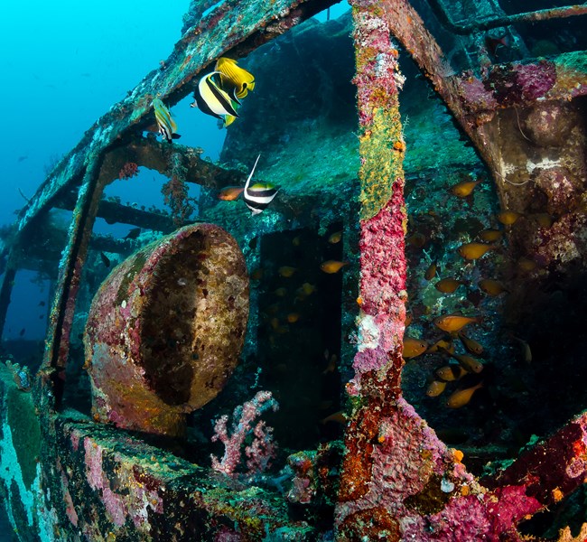 British Loyalty Wreck Maldives British Loyalty Wreck Maldives