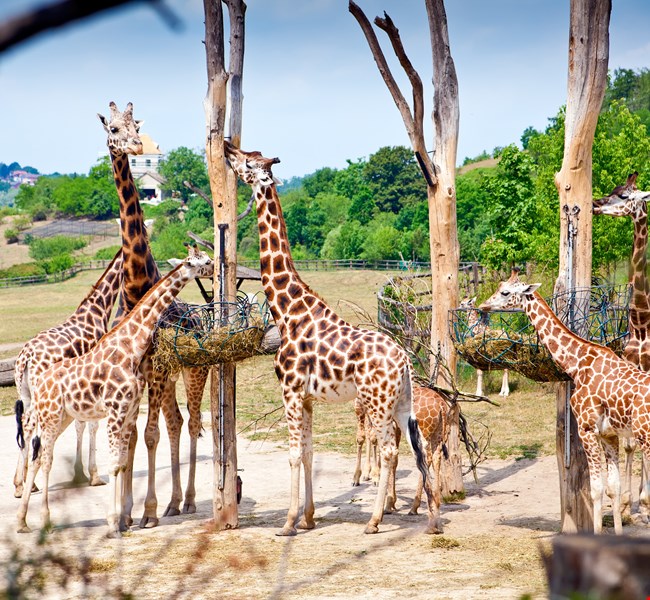 Prague Zoo Prague Zoo