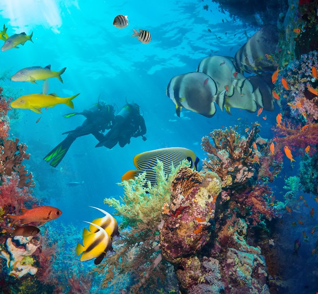 Scuba Diving Maldives Scuba Diving Maldives