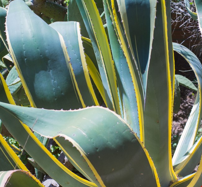 Serra de Collserola Natural Park Barcelona Serra de Collserola Natural Park Barcelona