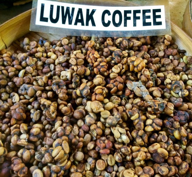 Kopi Luwak Coffee Bali Kopi Luwak Coffee Bali