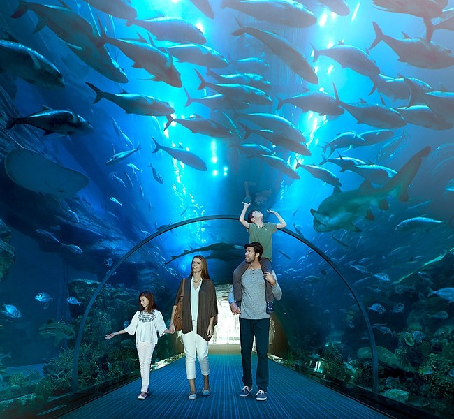 Dubai Aquarium & Underwater Zoo Dubai Aquarium & Underwater Zoo