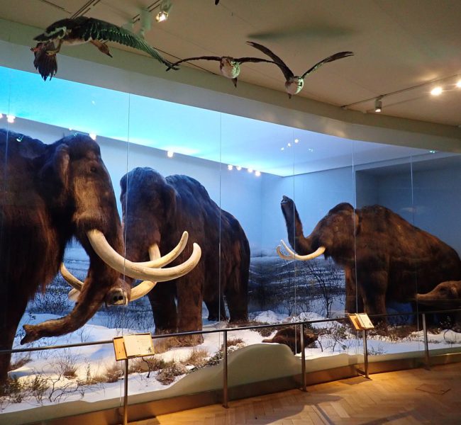 Natural History Museum Natural History Museum