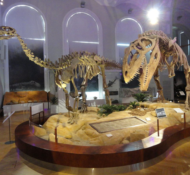 Natural History Museum 4 Natural History Museum