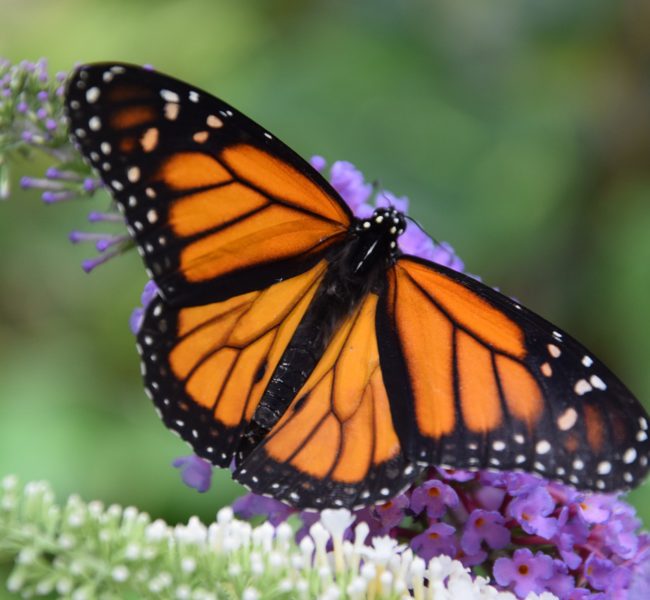 butterfly-3656086_1280 butterfly-3656086_1280