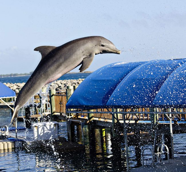 Dolphin Encounters Dolphin Encounters